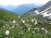 In Val di Scalve verso la Val Camonica sul Monte Elto (2148 m.) il 5 giugno 2009  - FOTOGALLERY